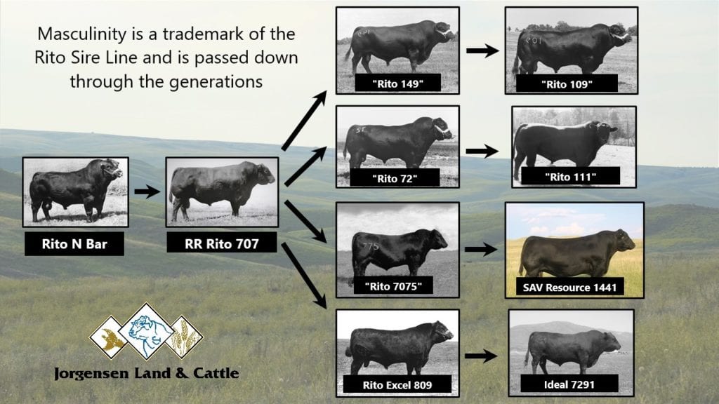 Masculinity & the Rito Sire Line