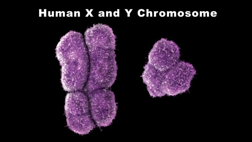 What Sex Chromosomes Look Like