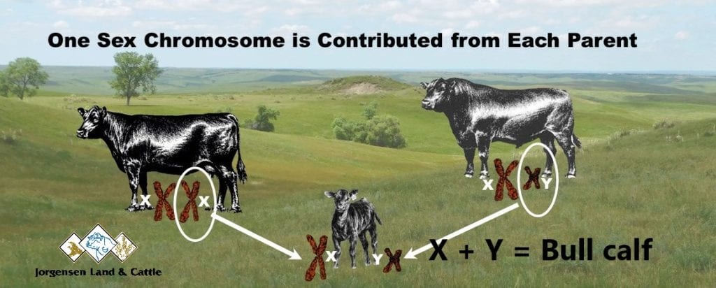 One Sex Chromosome from Each Parent