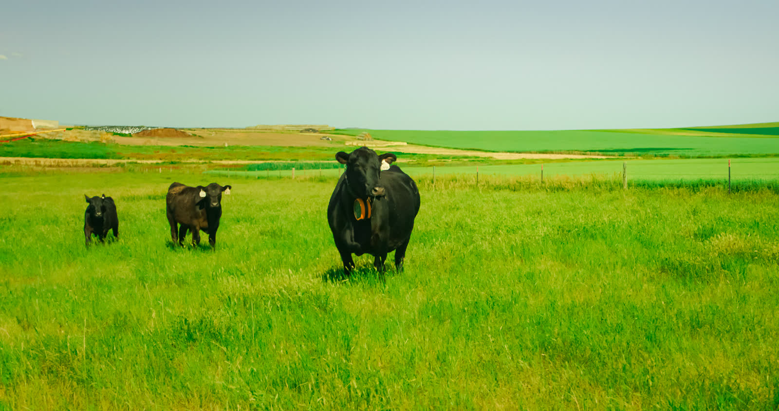 A black Angus cow and her calves grazing in lush green South Dakota pasture under a clear sky