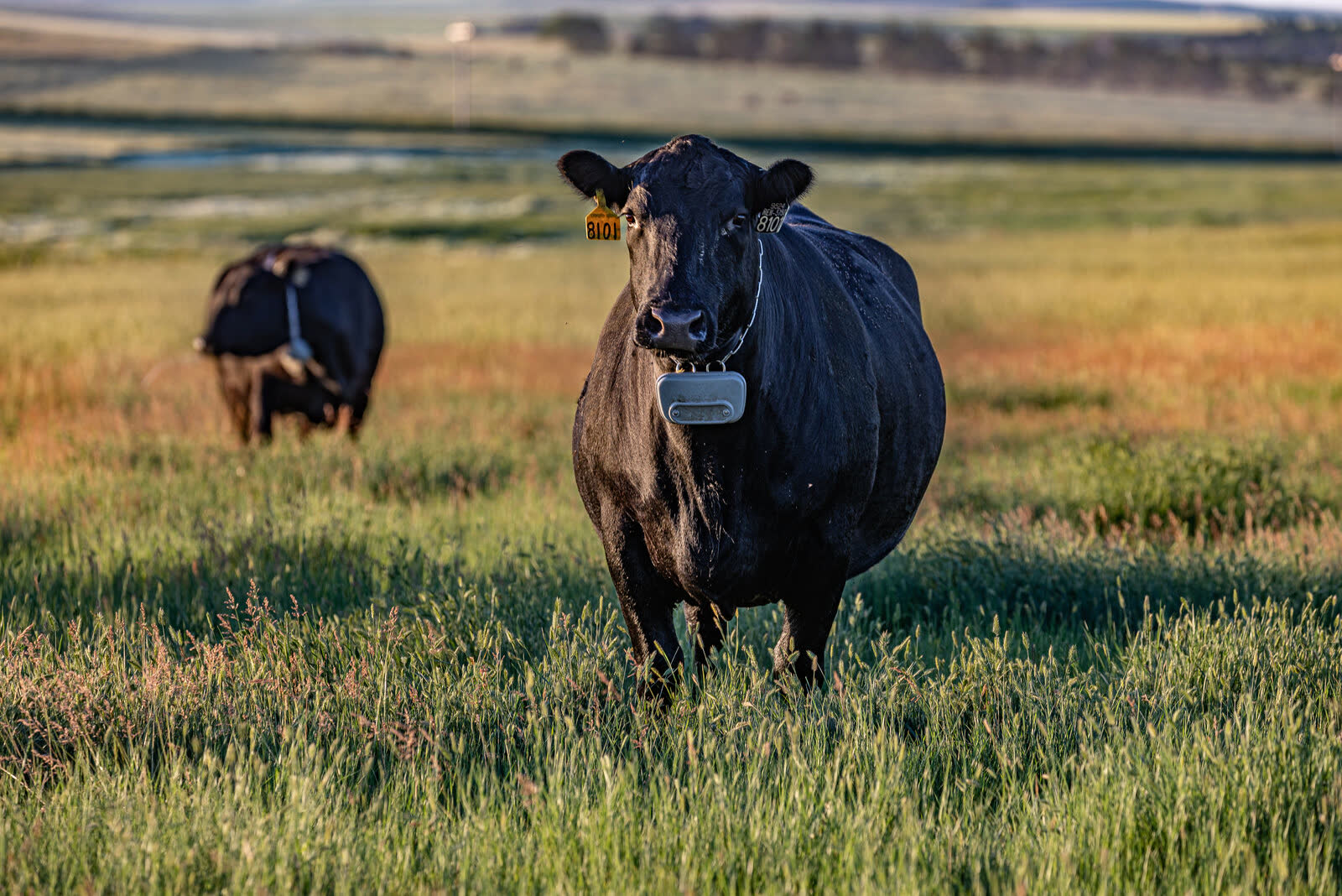 A black Angus cow wearing a virtual-fence tracking collar in green pasture