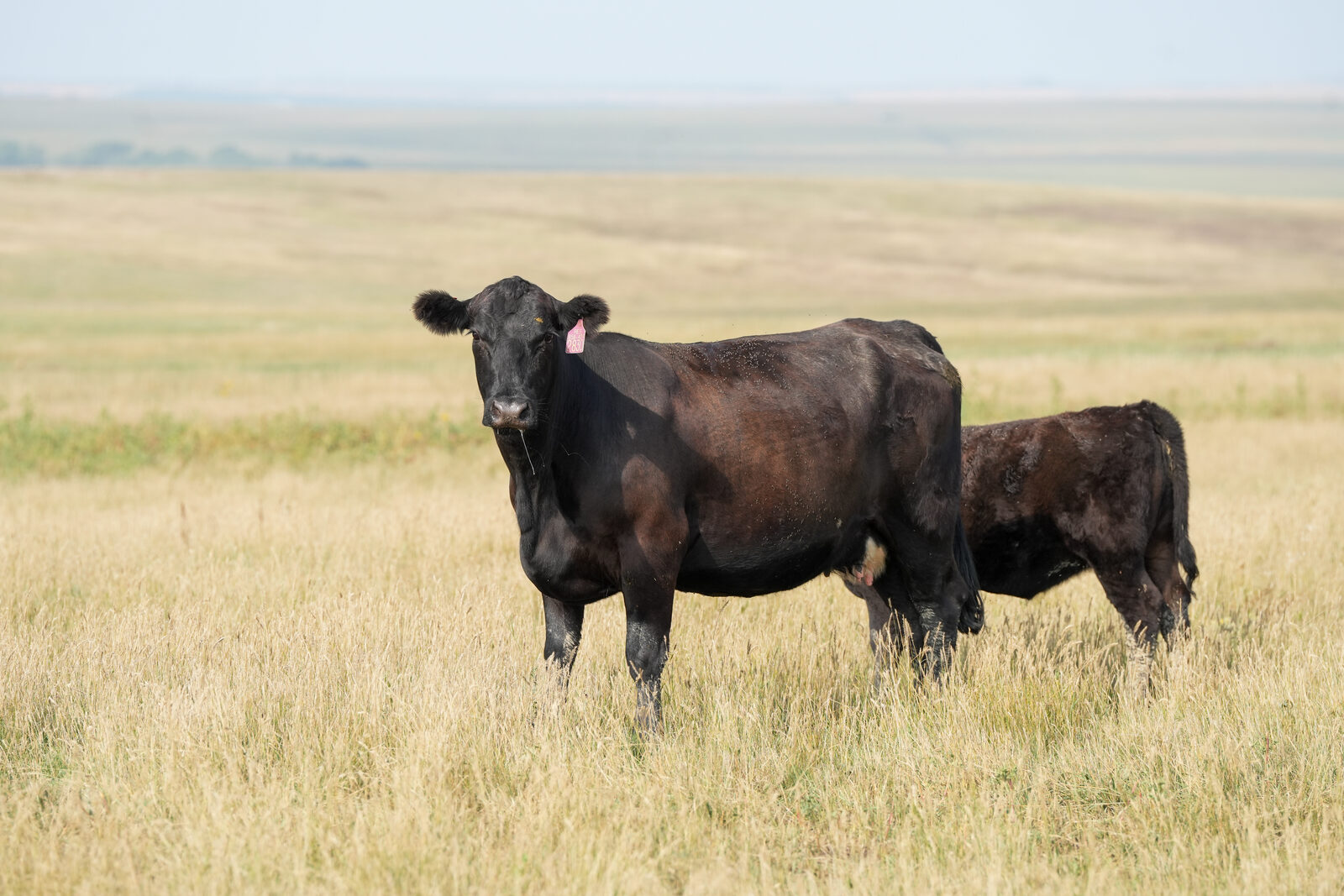 A black Angus cow and her calf standing together in the South Dakota grassland