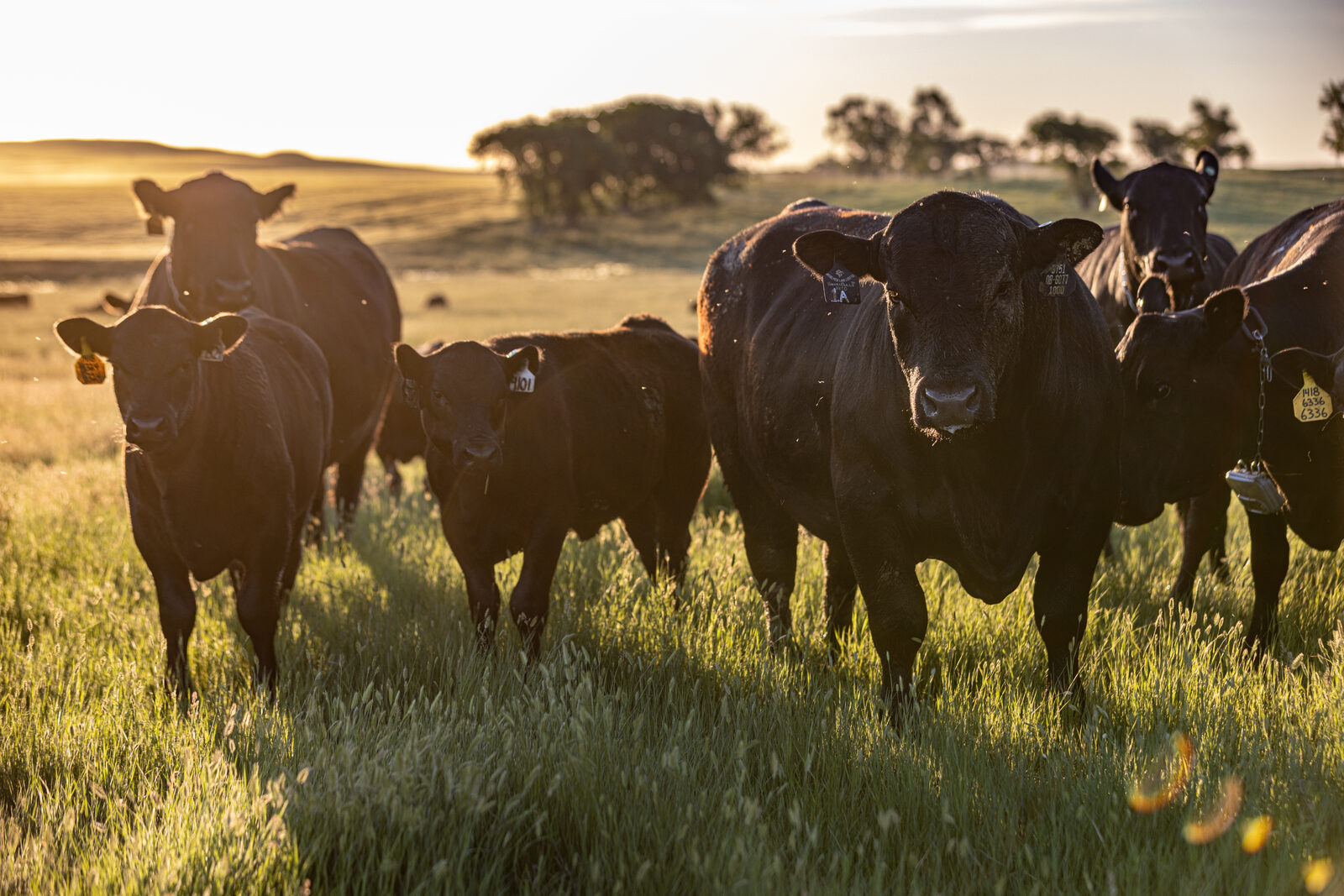 A herd of black Angus cattle walking through tall grass, backlit at sunrise