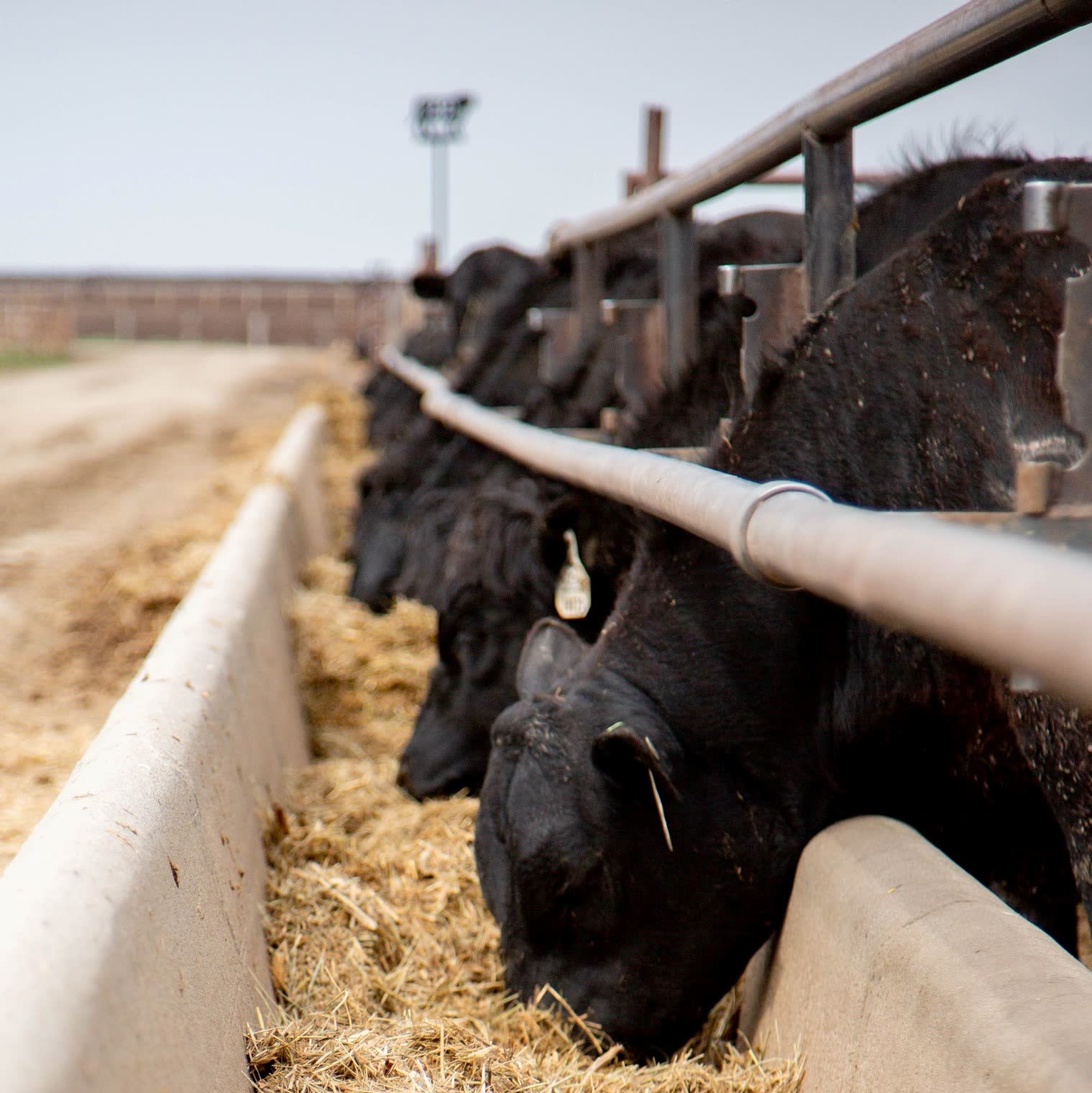 A row of black Angus bulls feeding at the bunk in a South Dakota feedyard