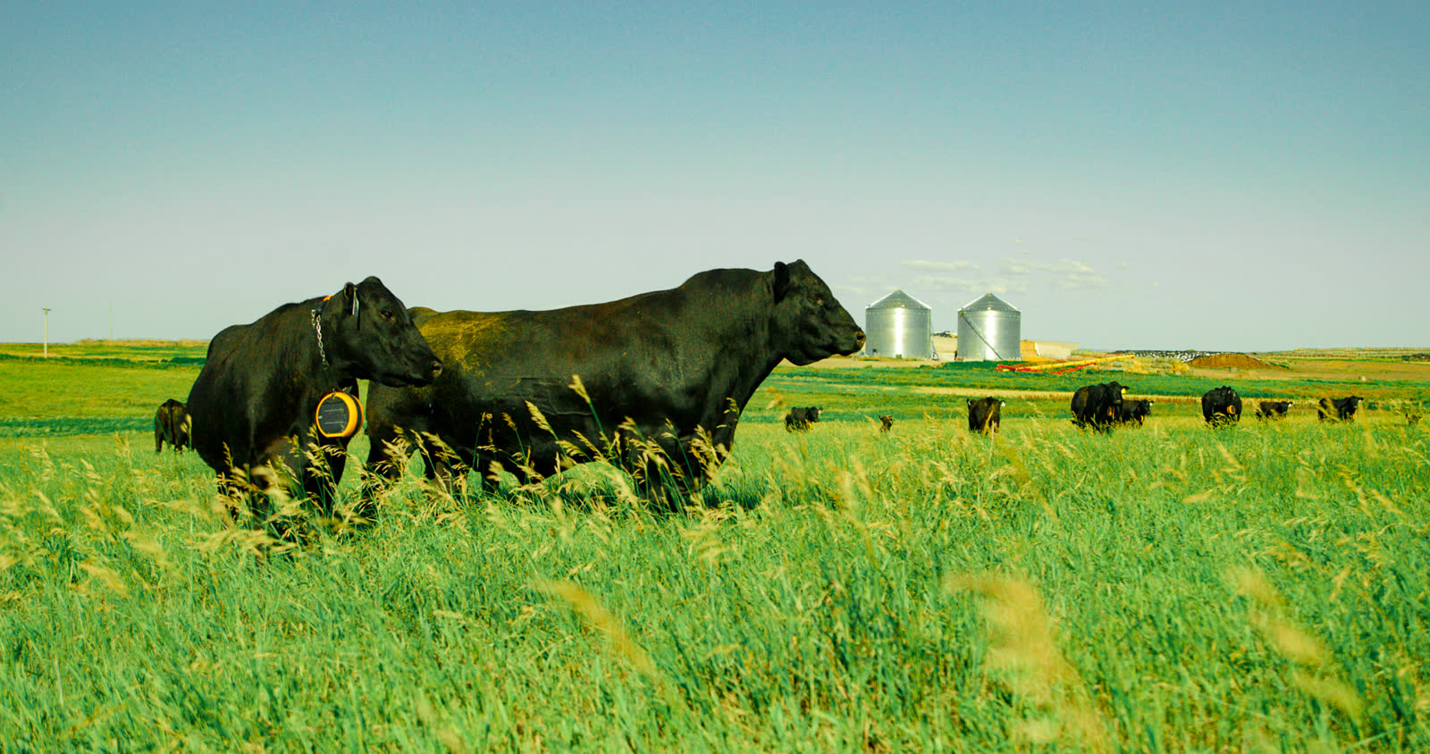 Black Angus bulls grazing in tall green South Dakota pasture with grain bins on the horizon