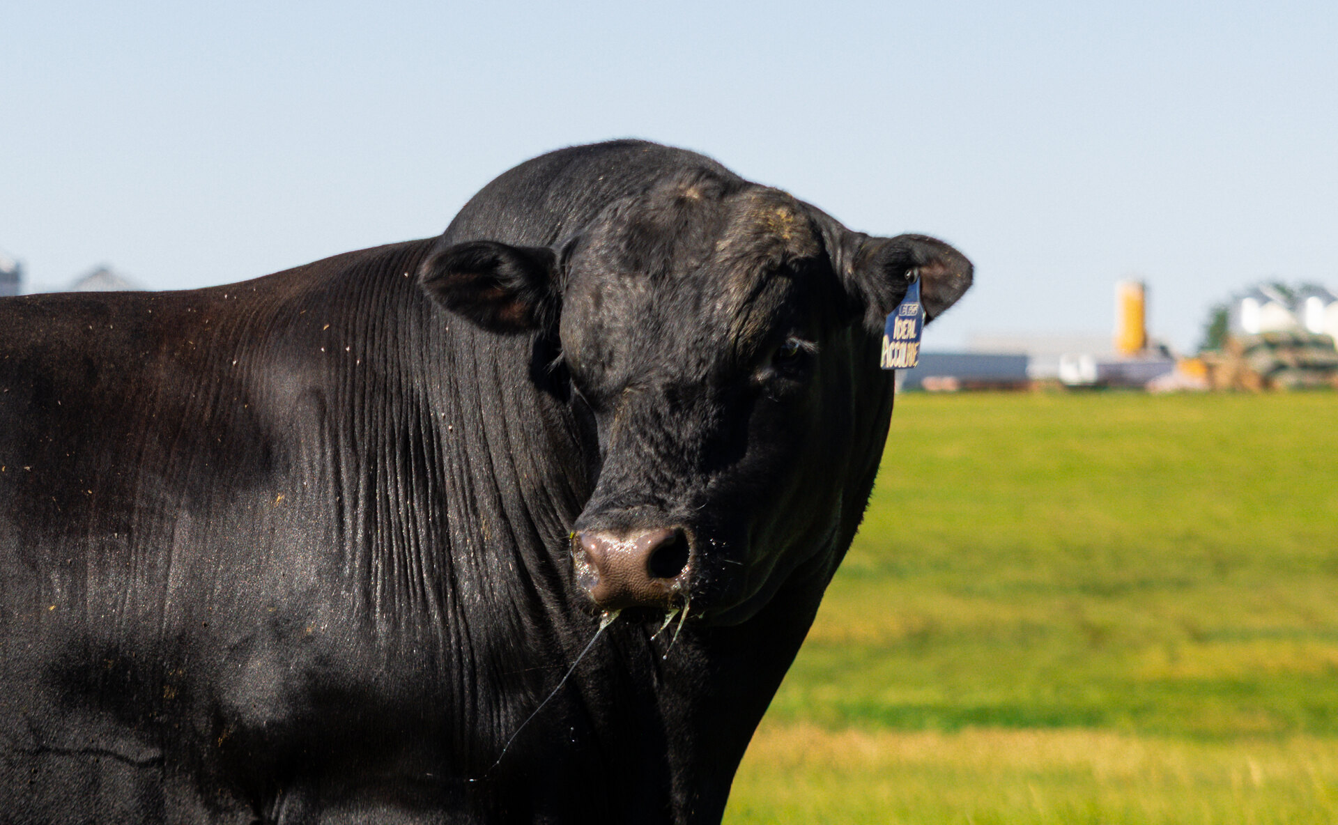 Close-up portrait of a genuine black Angus bull