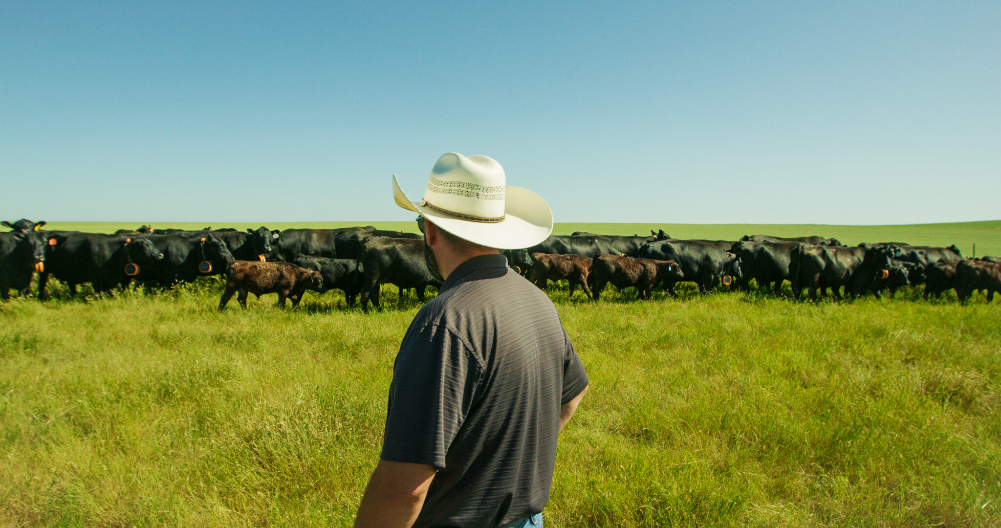 A gloved hand collecting a tissue sample from a black Angus calf