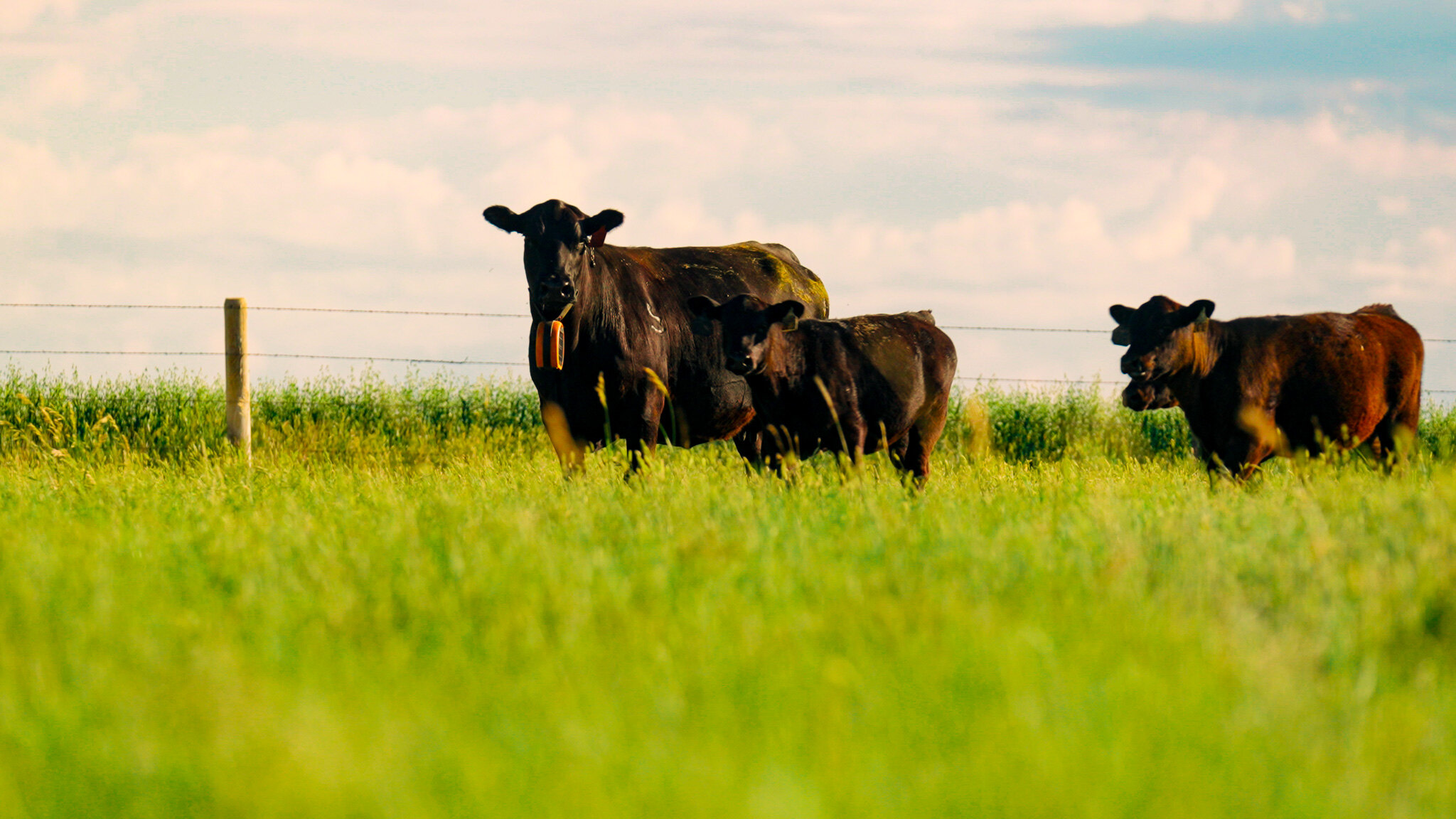 Black Angus cattle grazing on the South Dakota prairie at golden hour