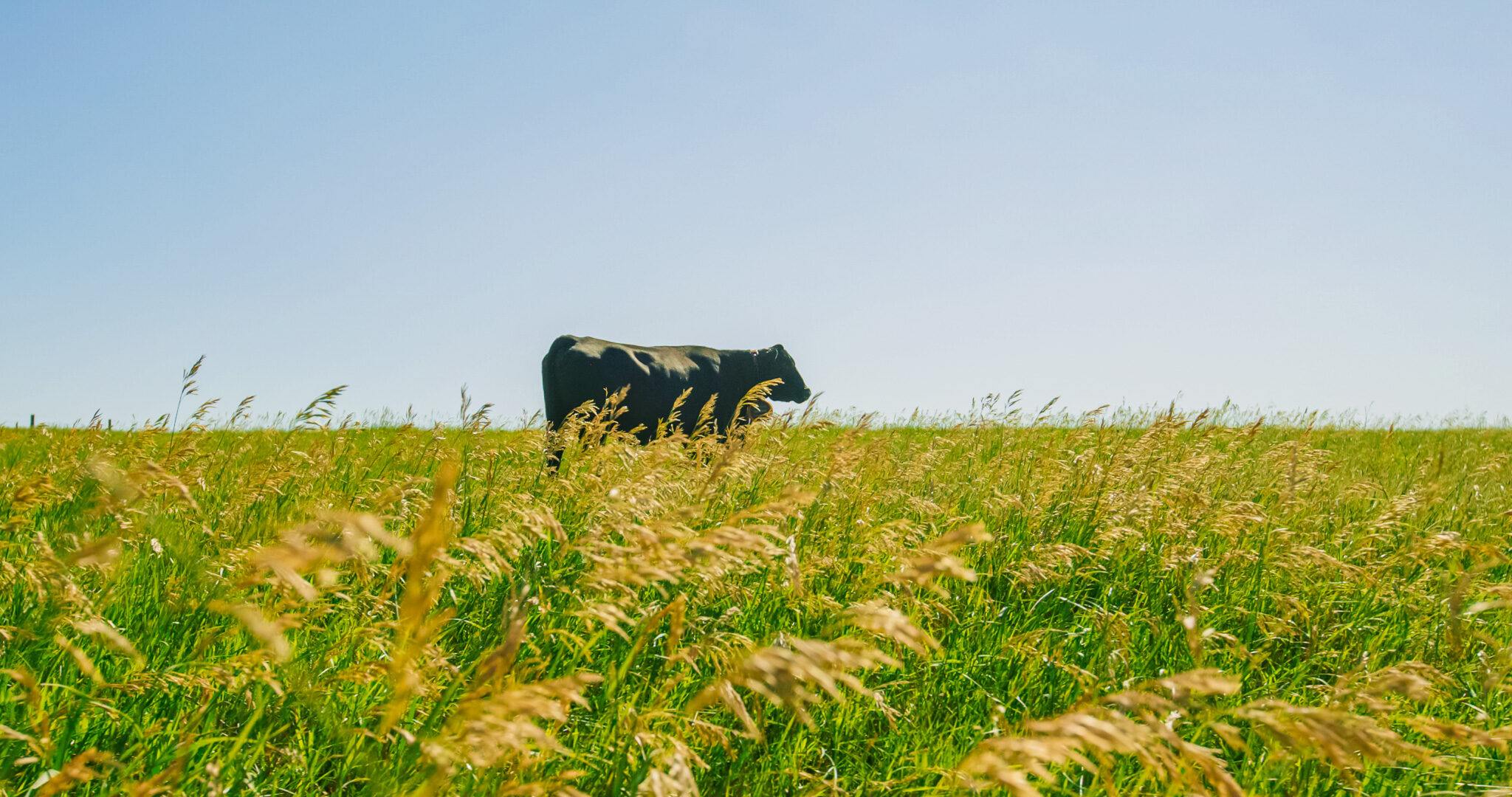 A black cow grazing in tall prairie grass under a clear South Dakota sky
