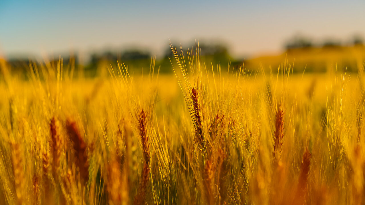 Certified small grain ready for harvest in a South Dakota field