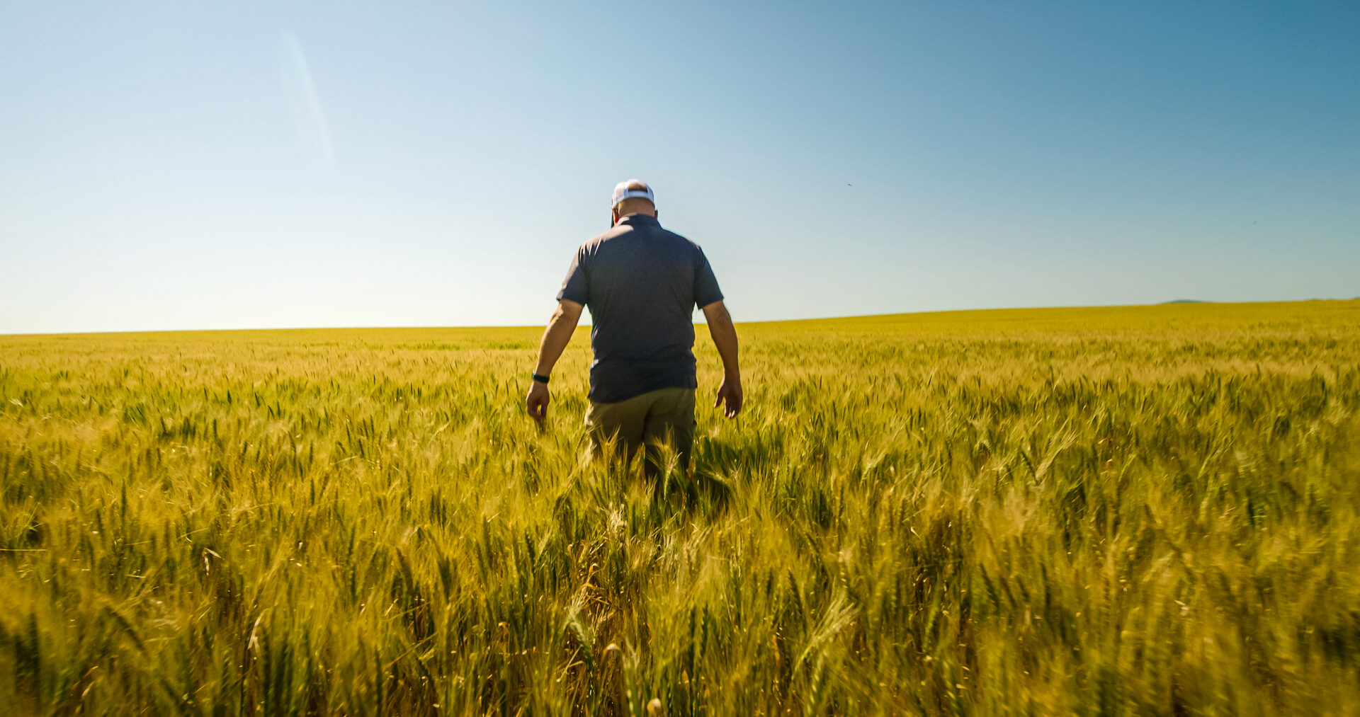 A farmer walking through a sunlit wheat field under a clear blue South Dakota sky
