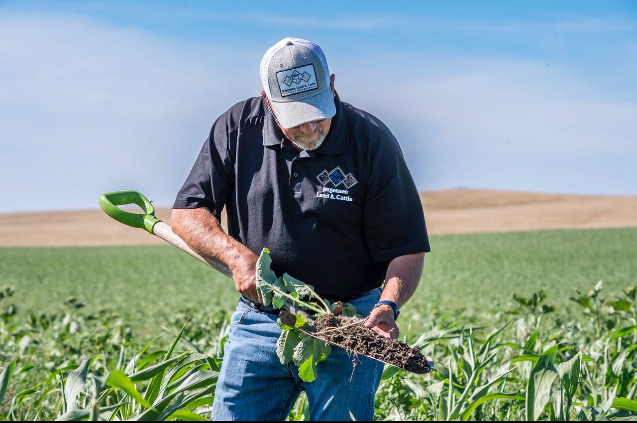 A Jorgensen Land & Cattle farmer inspecting healthy soil and roots pulled from a green cover crop field