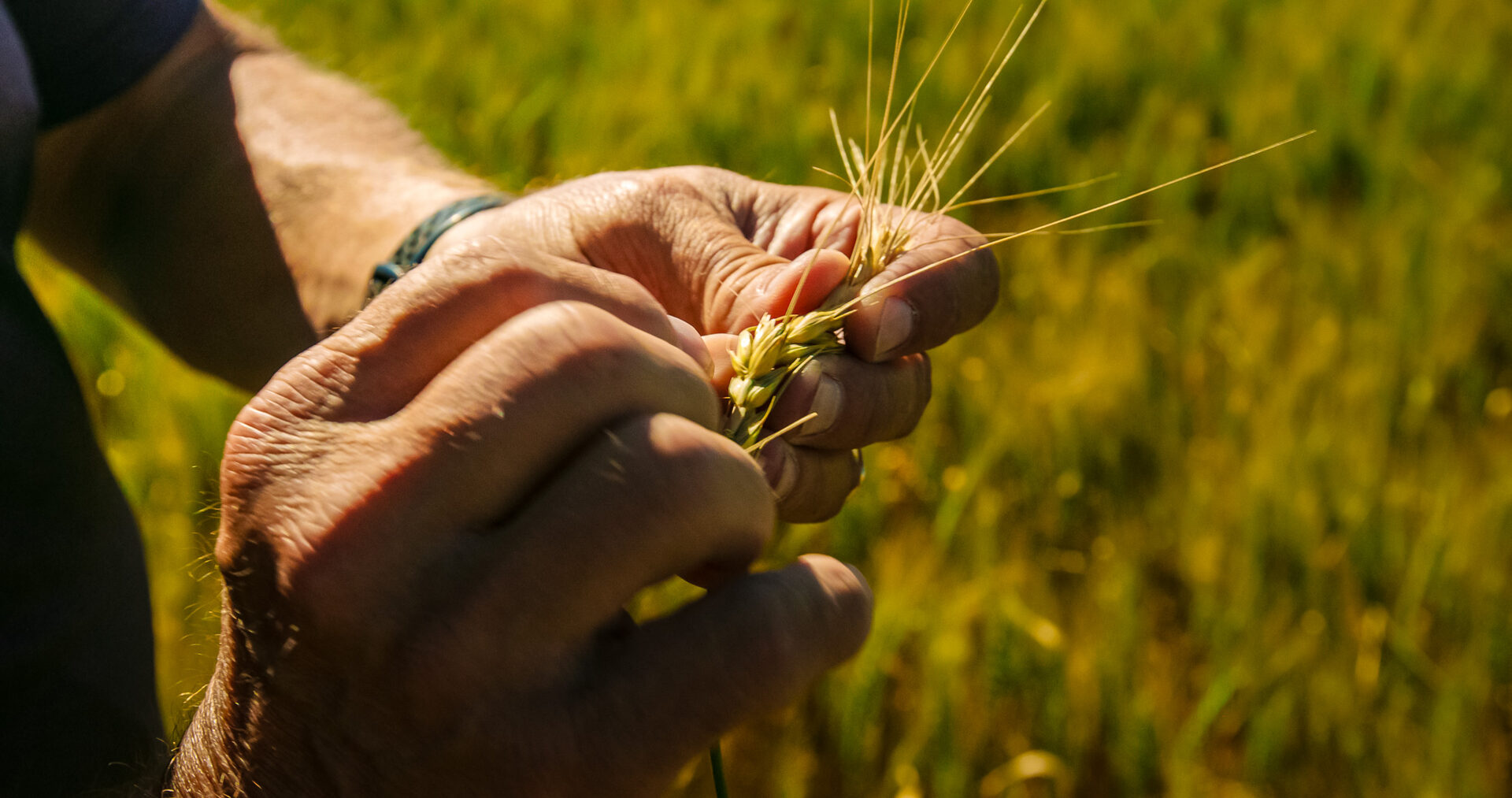 Hands inspecting a head of small grain in the field