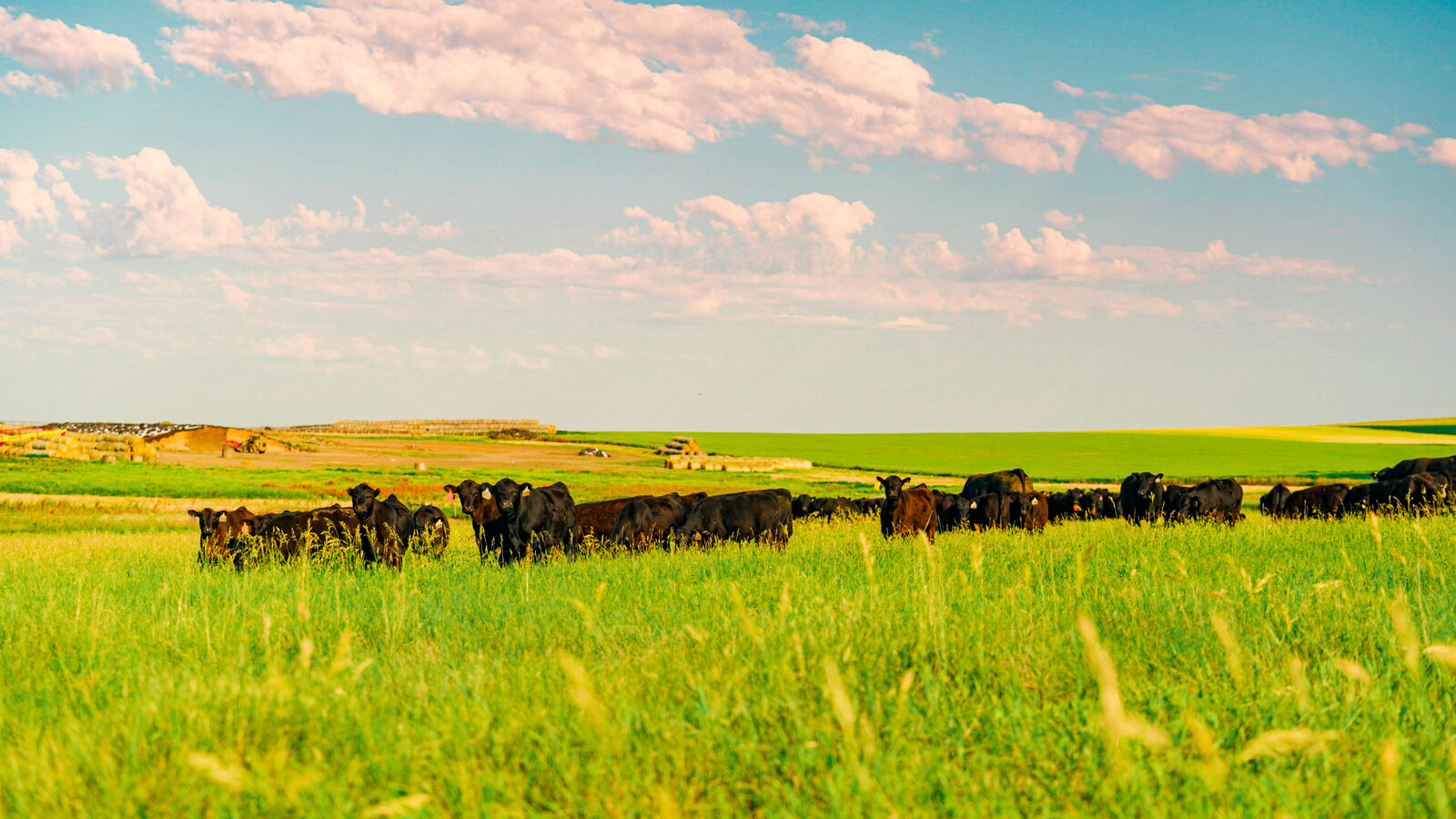 A herd of black Angus cattle grazing across green South Dakota grassland under a wide blue sky