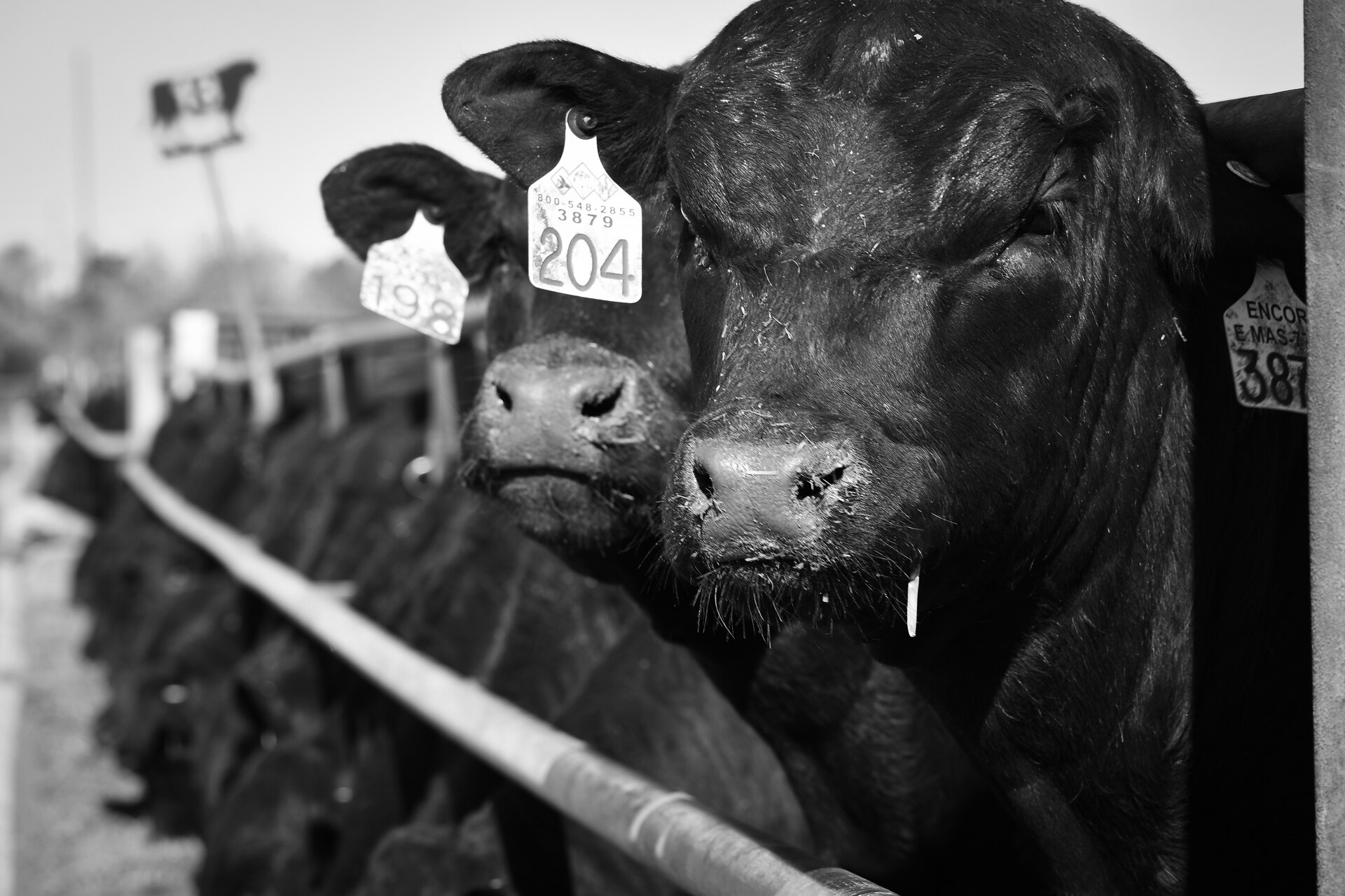 Black-and-white close-up of tagged Angus bulls lined up along a fence