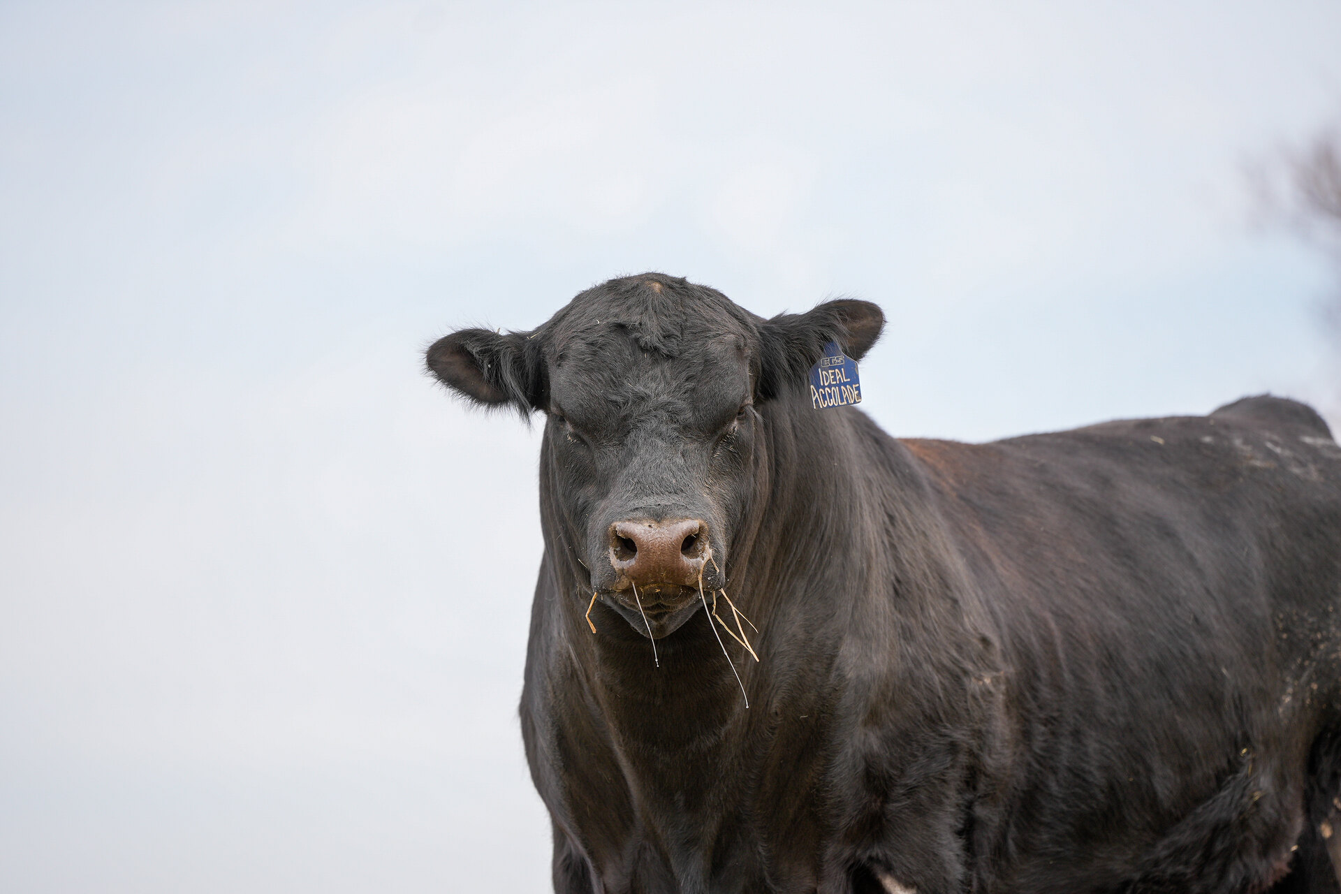 Head-on portrait of a black Angus bull in a South Dakota pasture
